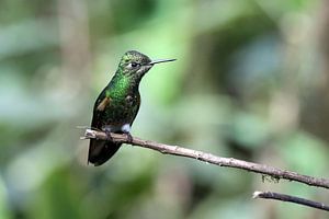 Colibri sur Antwan Janssen