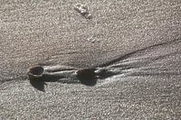 Shells in the wintersun