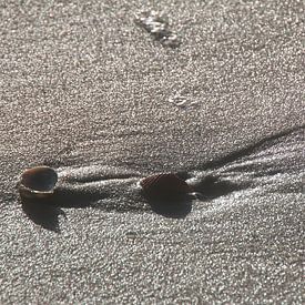 Shells in the wintersun by Corinna Vollertsen