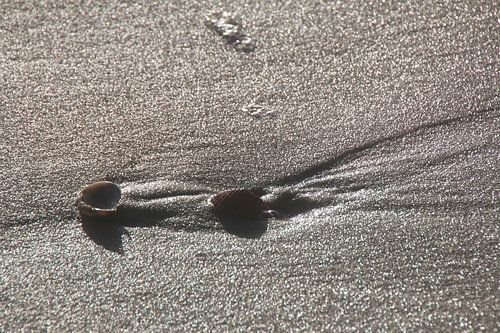 Schelpen in de winterzon