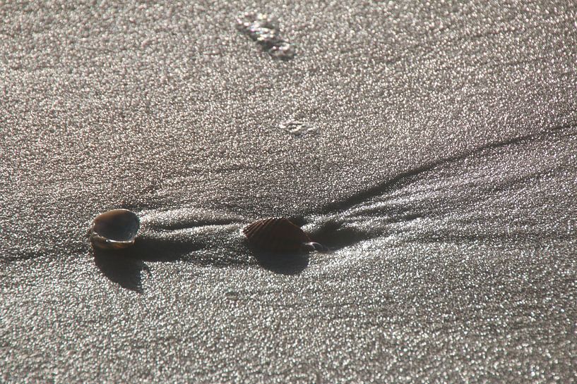 Shells in the wintersun by Corinna Vollertsen