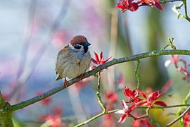 A sparrow sits on a branch by ManfredFotos