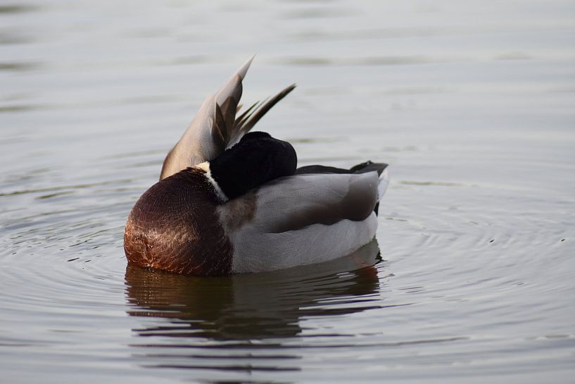Mallard by Henk-Jan Lubbers