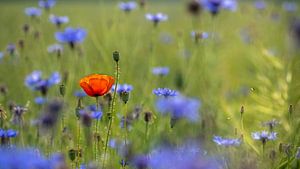 papaver van Kurt Krause