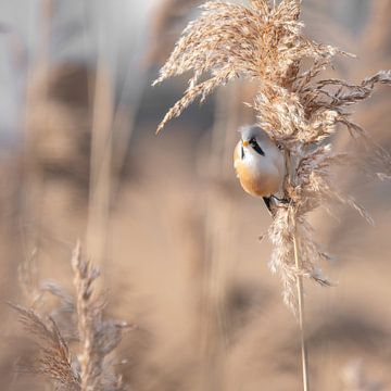 Bearded reedling on waving reed plume in soft light by Alex Pansier