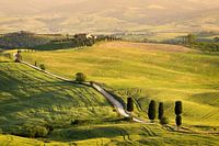 Cypress trees along Gladiator Road strada bianca in Tuscany