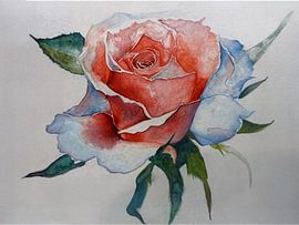 Aquarell einer Rose von Ljupka Kareska