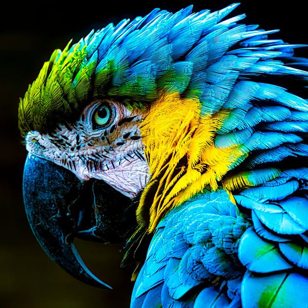 blauwgele ara van Dieter Walther