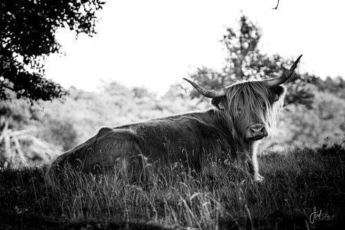Verborgene Schönheit (Schwarz und Weiß)