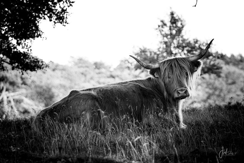 Hidden Beauty (Black and White) by Jordy van Dijken