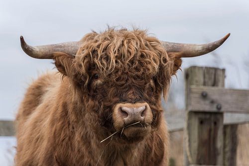 Portret van een Schotse Hooglander