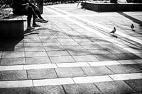 Pigeons sur Plein 1992 à Maastricht