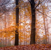 Schöne warme Herbstfarben im Wald