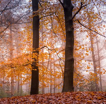 Prachtige warme herfstkleuren in het bos van Marloes ten Brinke