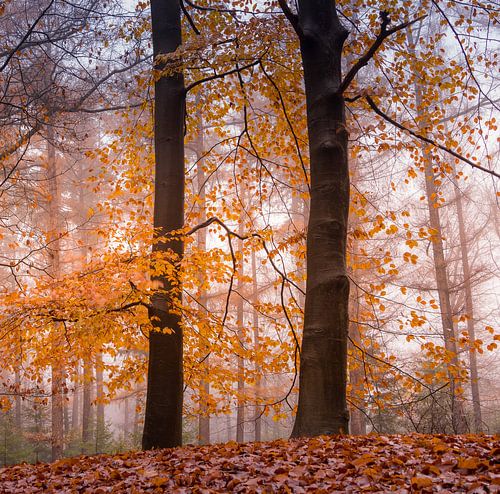Prachtige warme herfstkleuren in het bos