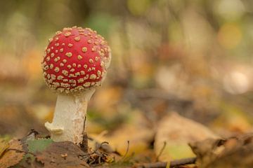 Young fly agaric