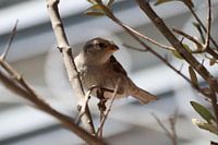 Sperling auf einem Ast auf Schiermonnikoog