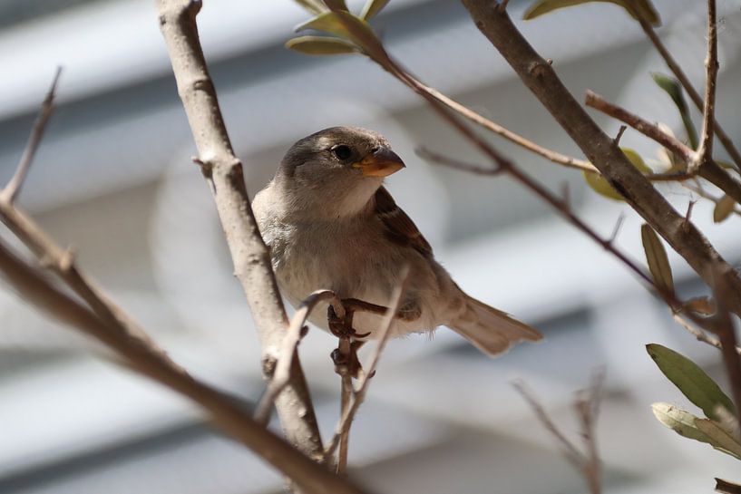 Sperling auf einem Ast auf Schiermonnikoog von Denise Clemens