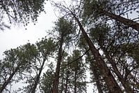 Grand Canyon Forest
