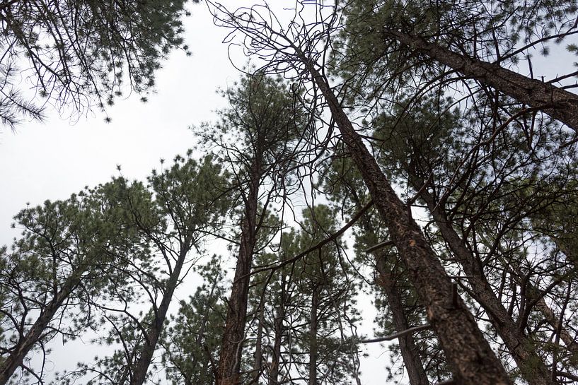 Grand Canyon Forest by Els Broers