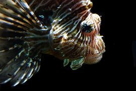 Koraalduivel by Angela R.