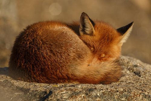 Rotfuchs von Menno Schaefer