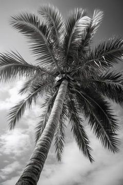 Palmboom op zandstrand V1 van drdigitaldesign