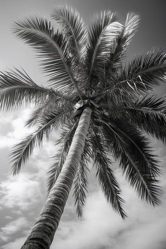 Palm tree on sandy beach V1