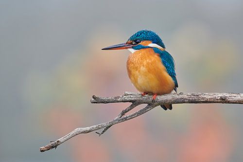 IJsvogel in pastelkleuren