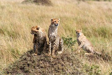 Guépards dans la savane du Masai Mara sur Roland Brack