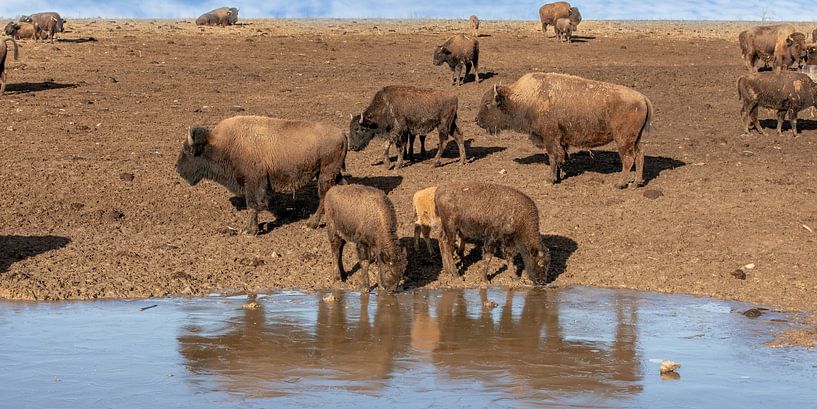 Herd of bison at the icy drinking trough by t.ART