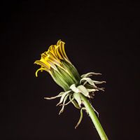 Uitkomende gele bloem paardenbloem