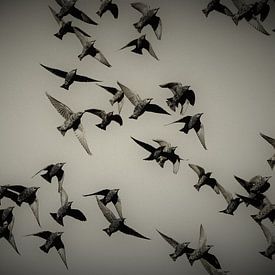 Vogelvlucht spreeuwen sur a schotanus