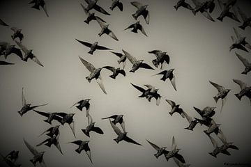 Vogelvlucht spreeuwen van a schotanus