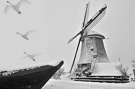 Schwäne rund um die Mühle von Anjo Kan