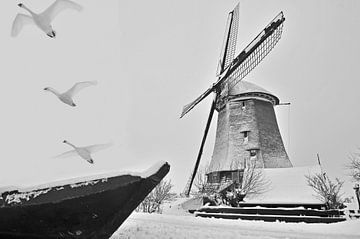 Les cygnes autour du moulin sur Anjo Kan
