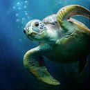 Bubbles de zeeschildpad van Silvio Schoisswohl thumbnail