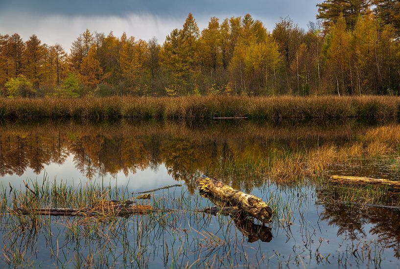 Verstild ven van Anneke Hooijer