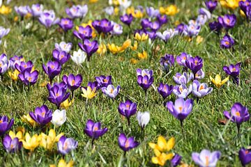 Colourful flowering crocuses by Esther
