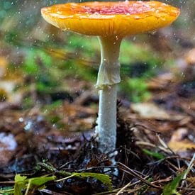 Pilz im Regen von Koen Leerink