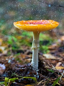 Un champignon sous la pluie sur Koen Leerink