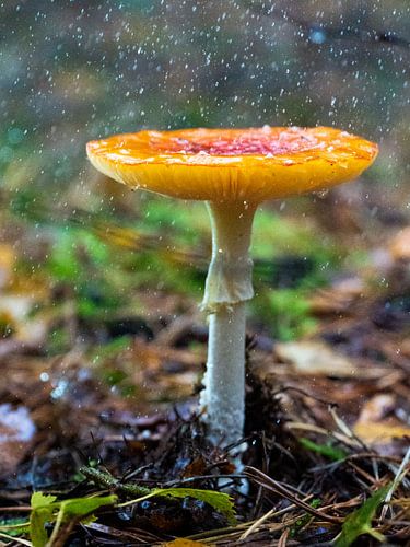 Un champignon sous la pluie