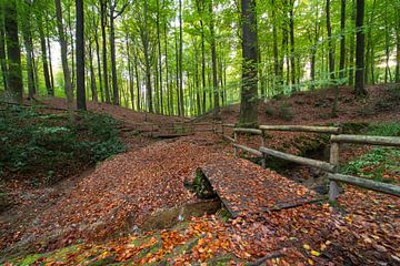 Im Wald in Brakel während der Herbstzeit. von Marcel Derweduwen