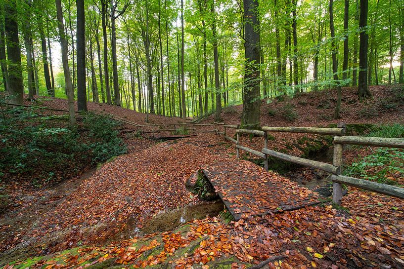 In the forest in Brakel during the Autumn period. by Marcel Derweduwen