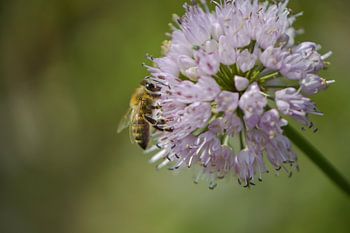 Bij op een bloem