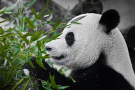 Een tevreden panda kijkt naar een sappige groene bamboetak in profiel van Michael Semenov