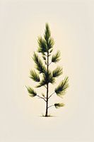 Pine tree