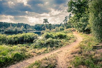 Oisterwijk-Moor in Noord-Brabant, Niederlande von Marcel Bakker