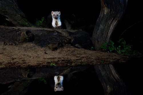 stone marten at night