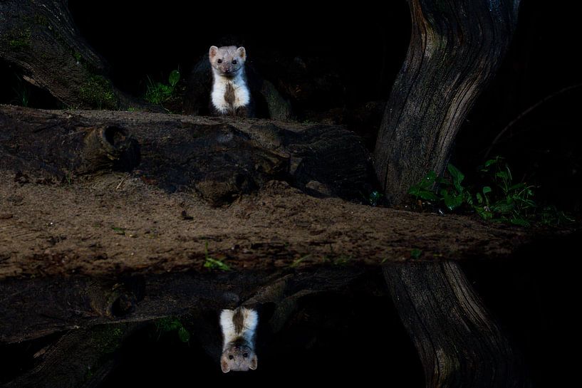 steenmarter in de nacht van Ed Klungers